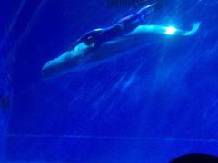 -芜湖新华联大白鲸海洋公园