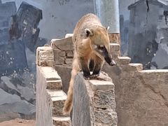 -深圳野生动物园