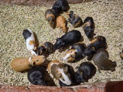 -Zoolung Zoolung动物主题公园(海信广场店)