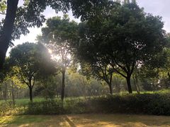 -贡湖湾湿地公园