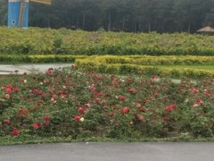 -北纬44度·金珠花海休闲农业旅游景区