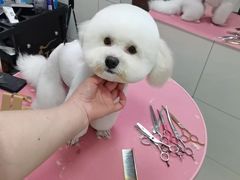 -艾贝尔宠物医院·狂犬免疫点(江山金象城店)