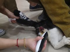 -酷狗靓猫宠物·洗护·美容·寄养(航北路店)