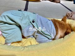 -逗柴咖啡屋·狗咖猫咖宠物桌游