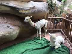 -杭州开元森泊度假乐园