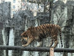 -上海野生动物园