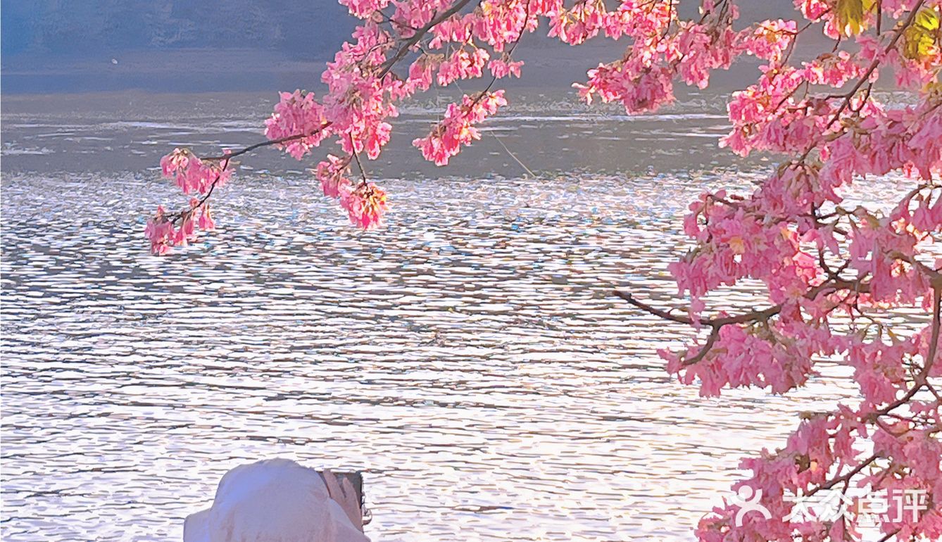 不卷萧岗和华师，广州河堤的异木棉花瀑