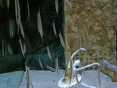 -合肥海洋世界