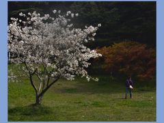 -上海共青森林公园