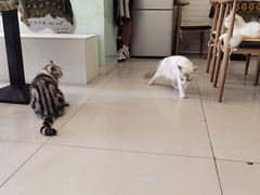 -平行世界·猫咖(首经贸店)