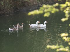 -楠溪江风景名胜区
