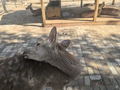 -长白岛森林公园
