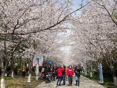 -高东镇樱花园