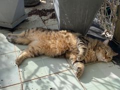 -喵屿·大理花园猫咖