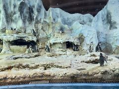 -帝企鹅自助餐厅•儿童岛•真企鹅(长隆企鹅酒店)