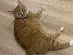 -芭比堂爱心动物医院(柯桥康爱分院)