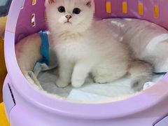 -欣宠猫屋·矮脚拿破仑·蓝金金渐层