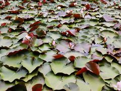 -MAP CHA普洱茶馆(翠湖店)