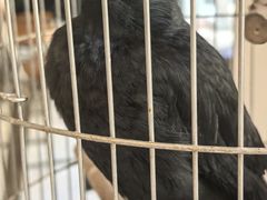 -吉丁鸟咖·异宠·寄养