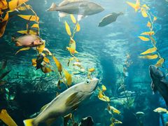-瑞普利水族馆