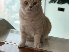 -Catmate·猫肥家润(金润铂宫店)