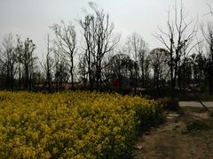 -白鹭湾湿地公园