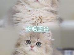 -lincat·猫舍(广州店)