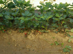 android_upload_pic-北戴河集发农业梦想王国