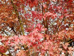 -梁鸿国家湿地公园