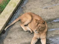 -西霞口神雕山野生动物世界