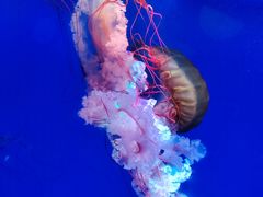 -海合安青岛极地海洋公园