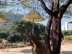 -深圳野生动物园