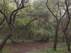 -北陵公园