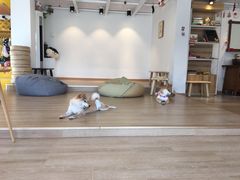 -南京Hallo宠物乐园·哈罗犬舍·柴犬繁育基地