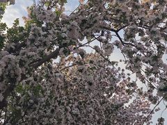 -桃花堤公园