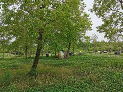 -上海海湾国家森林公园