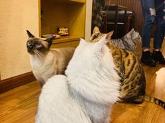 -猫友咖啡店(玉林西路店)