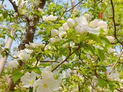 -海棠花溪(元大都城垣遗址公园)