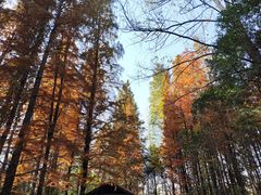 -溱湖国家湿地公园