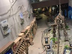 -陕西自然博物馆