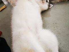 -星多哈·狗咖·拼豆·咖啡