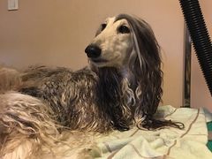 -安安宠医宠物医院·异宠·犬猫内科(岳阳分院)