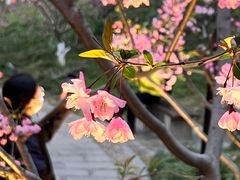 -莫愁湖公园