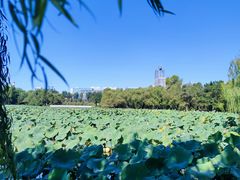 -长春市南湖公园