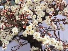 -香雪海