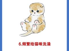 -东方名猫馆·英短金渐层布偶猫舍(环线广场1号楼店)