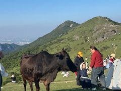 -大姆山草场