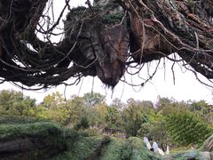 -奥兰多迪士尼动物王国乐园