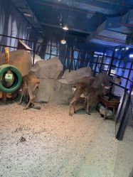 -酷嗒动物文化乐园(cutezoo西溪乐天城店)