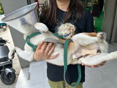 -四月宠物医院·猫专科·心脏专科·内科(转塘店)